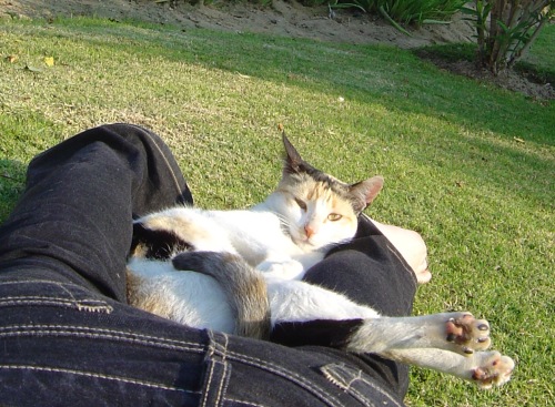 I was lying on the grass reading and she went and sat on my legs.