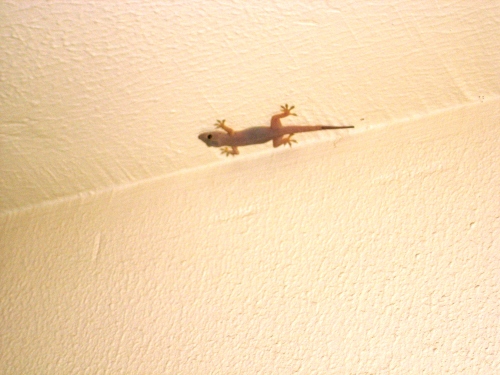 We have Geckos on our balcony at night in Dubai. I love these little guys!