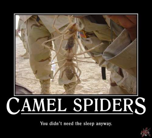 Image Source (http://media.photobucket.com/image/camel%20spider/mofo_X360/Posters/CamelSpiderPoster.jpg)